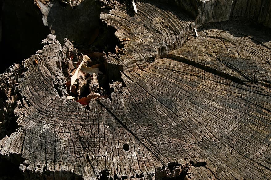 medžio žiedai, kelmas, mediena