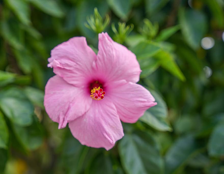 hibiscus, hibiscos de color rosa, flor rosa, naturalesa, planta, flor, primer pla, pètal, cap de flor, full, estiu