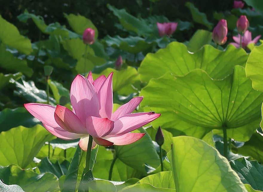 Lotus, Blume, pinke Blume, Lotus verlässt, Lotus Blume, blühen, Blütenblätter, rosa Blütenblätter, Flora, Wasserpflanzen