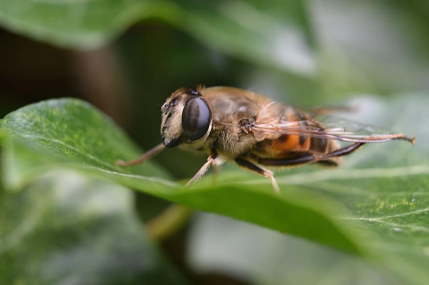 Drone Bee, пчела, насекомое, природа, летать, животное, пчеловод, весна, нектар, крылья, сад