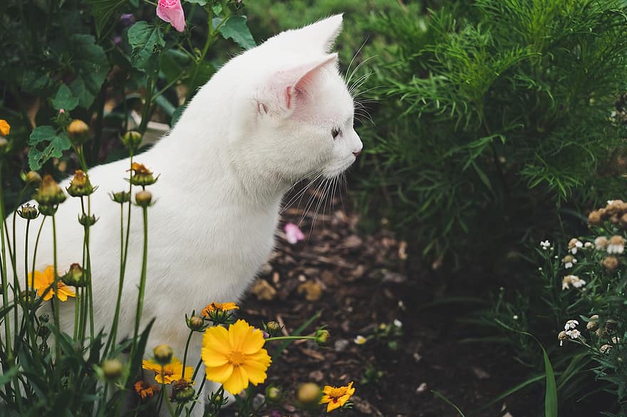 kaķis, kaķēns, dārzs, pet, kaķi, dzīvnieku, gudrs, iekšzemes, portrets, ziedi, pūkains