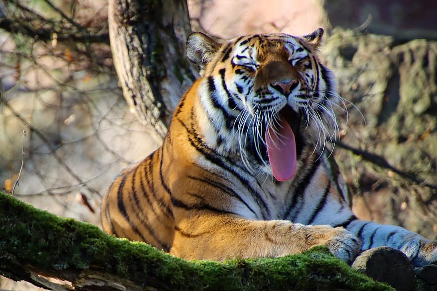 zwierzę, Tygrys, ssak, gatunki, fauna, dzikiej przyrody, duży kot, Tygrys bengalski, nieudomowiony kot, koci, zwierzęta na wolności