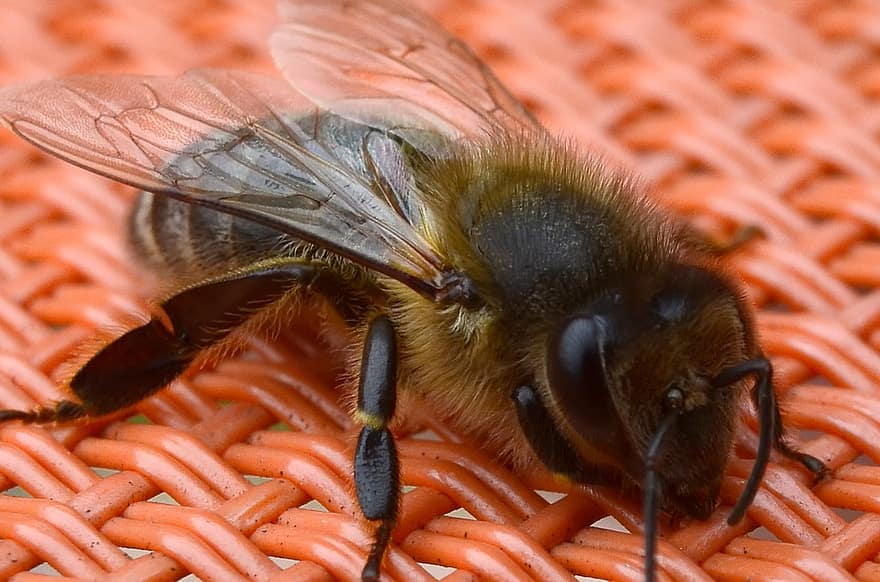 bi, vingar, insekt, makro, närbild, honung, honungsbi, pollinering, pollen, gul, biodlare