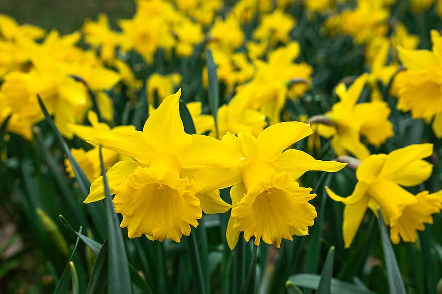 Daffodils, Flowers, Plant, Petals, Yellow Flowers, Spring, Bloom, Meadow, Nature, Beautiful
