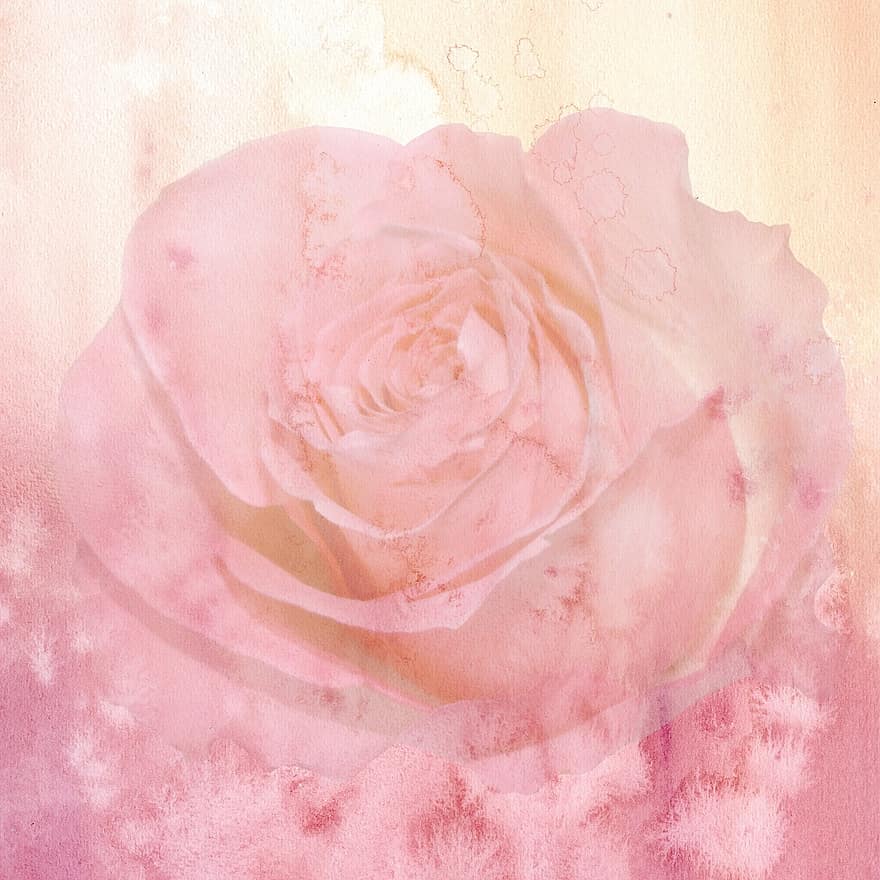 Background, Flower, Pink, Rose, Romantic, Soft, Pink Flowers, Macro, Bloom, Valentine, Romance