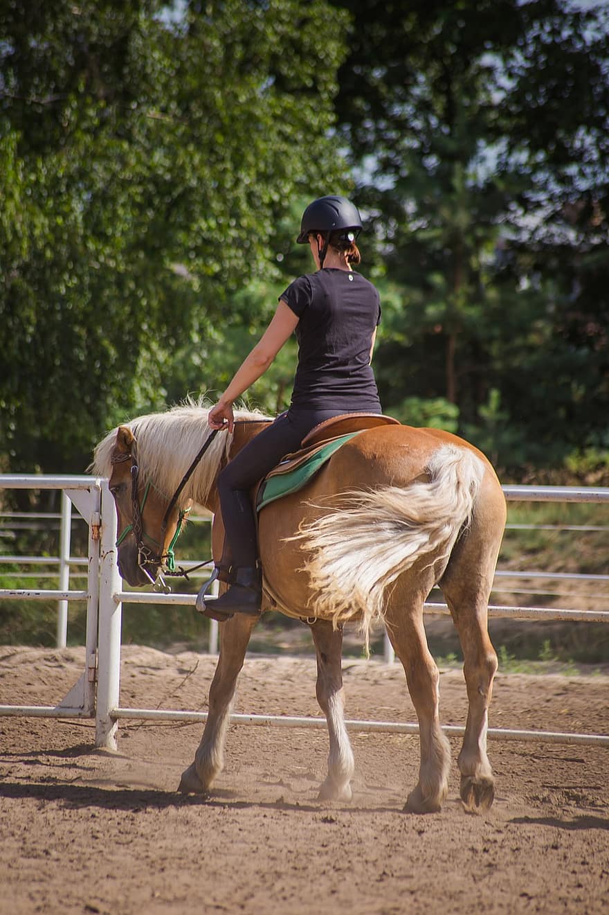 caballo, montar a caballo, equitación, animal, poni, mamífero, granja, rancho, deporte, semental, jockey