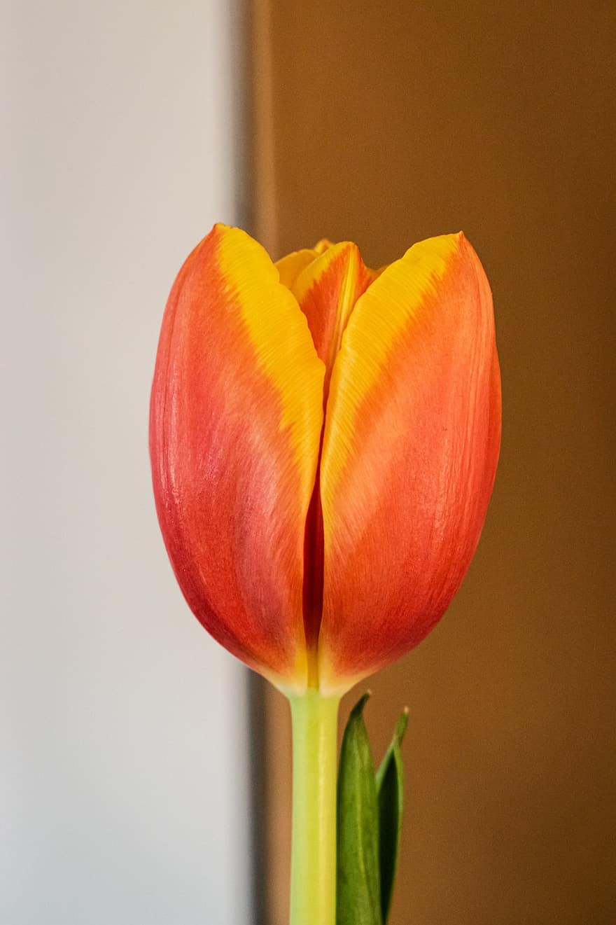 kwiat, tulipan, kwitnąć, botanika, płatki, wzrost, makro, Natura, rozkwiecony, botaniczny, zbliżenie