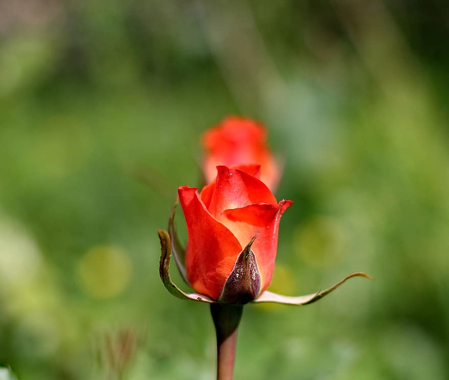 une rose, rose rouge, fleurs, été, la nature, élégamment, Couleur, belles fleurs, fleurs du matin