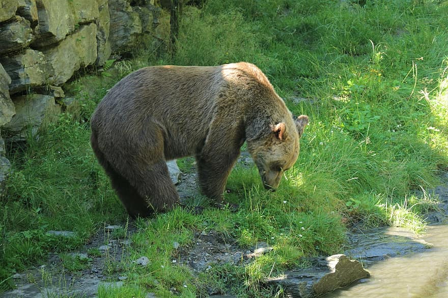 bruine beer, beer, dier, roofdier, dierentuin, gevaarlijk, zoogdier, dieren wereld, fauna, dieren in het wild