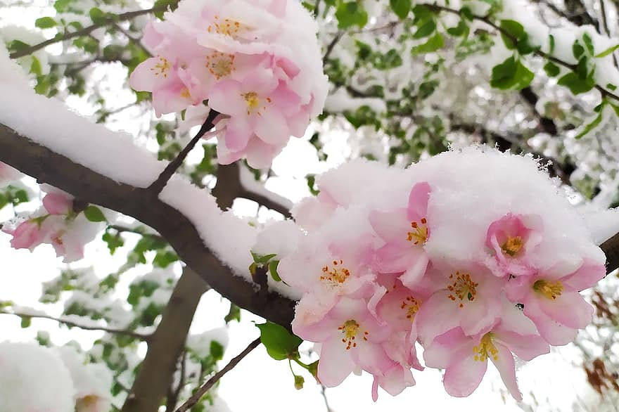 Snow, Frost, Flowers, Crabapple, Winter, Ice, Pink Flowers, Bloom, Blossom, Branch, Tree