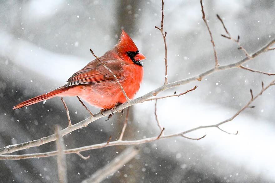 cardinal, pasăre, pene, zăpadă, animale sălbatice, natură, iarnă, animale în sălbăticie, ramură, copac, cioc
