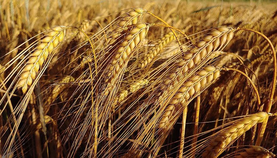 Agriculture, Barley, Cereals, Yellow, Gold, Spike, Grow