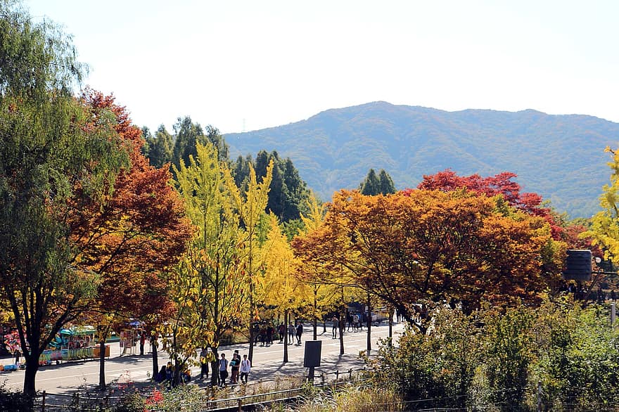 park, fák, útvonal, nagy park, Szöul, Gwacheon, ősz, fa, sárga, évszak, levél növényen