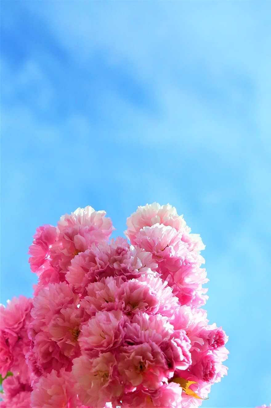flores, sakura, flores de cerejeira, Primavera, flores de cerejeira japonesas, flores cor de rosa, árvore