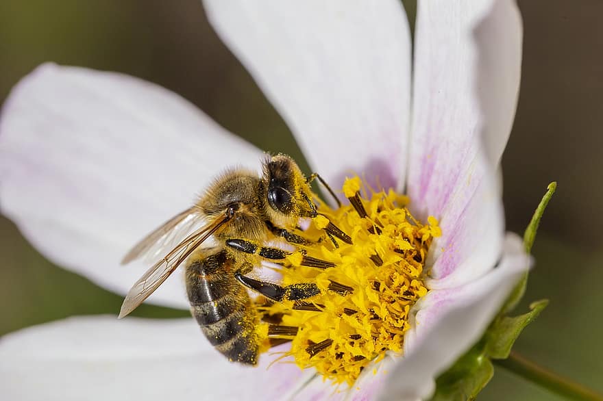 蜂、昆虫、花、ミツバチ、翼、花粉、受粉、工場、ナチュラル、庭園、自然