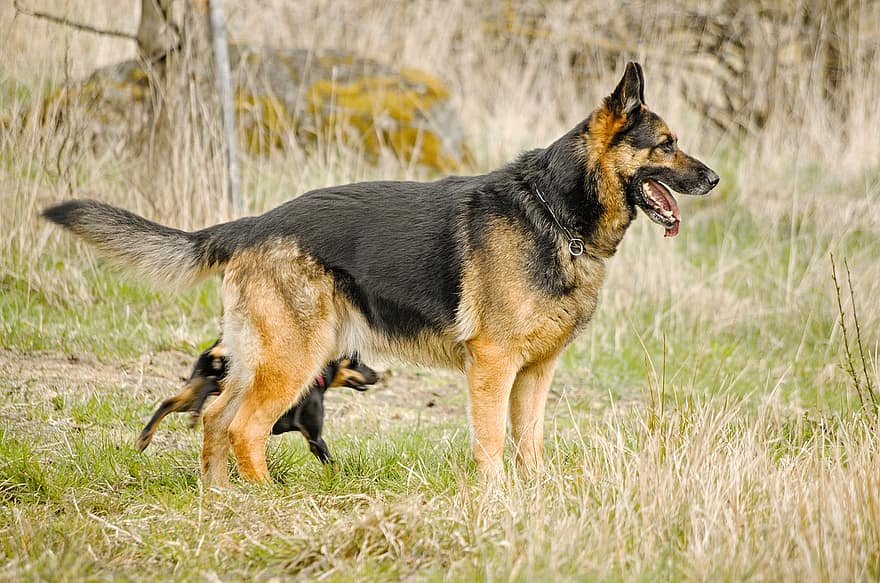 câine, Câine ciobănesc german, în aer liber, iarbă, animal de companie, animal, alsacian, ciobănesc german