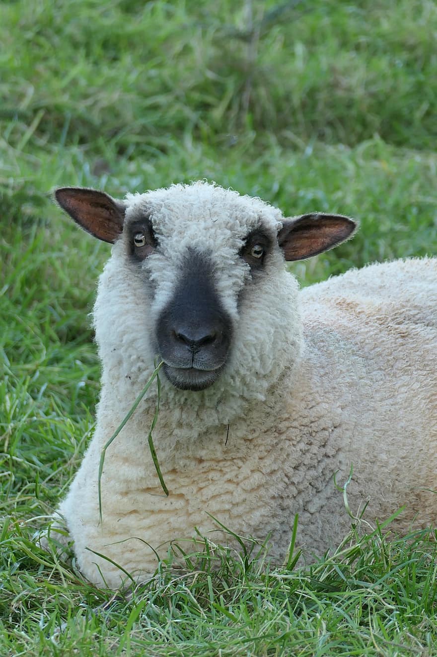 schapen, boerderijdier, boerenerf, dier, farm, gras, landelijke scène, wol, vee, weide, landbouw
