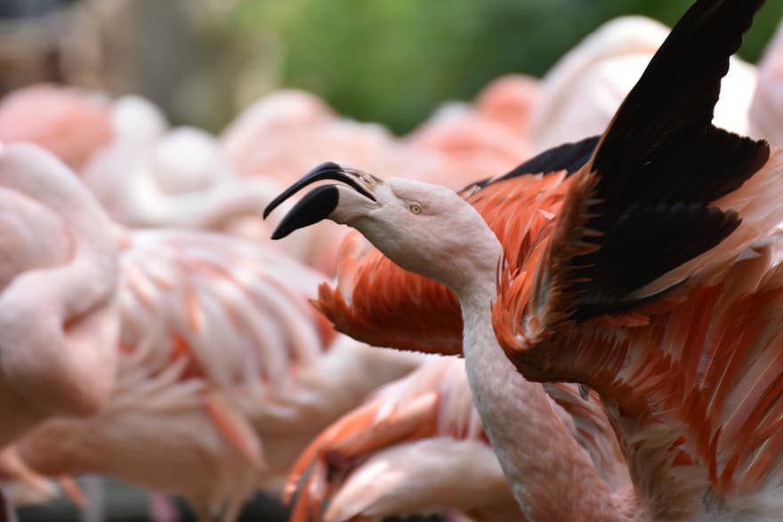 pasăre, flamingo, ornitologie, specie, faună, aviară, pană, cioc, multi colorate, animale în sălbăticie, a închide