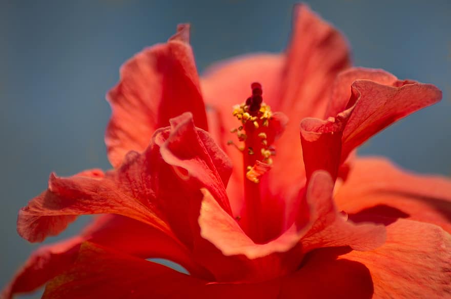 hibiscus, flor, hibisc vermell, pètals, pètals vermells, estambres, florir, flora, naturalesa