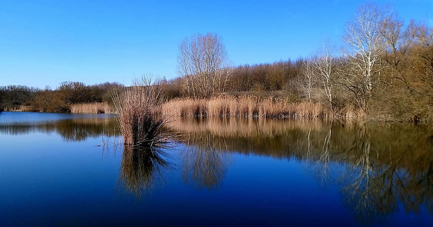Fish Pond, Lake, River, Water, Nature, blue, tree, forest, reflection, landscape, autumn