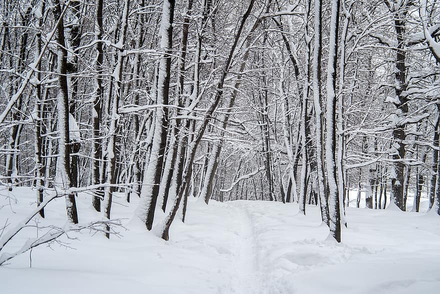 snö, vinter-, träd, snödriva, skog, trän, kall, frost, natur, snowscape, landskap