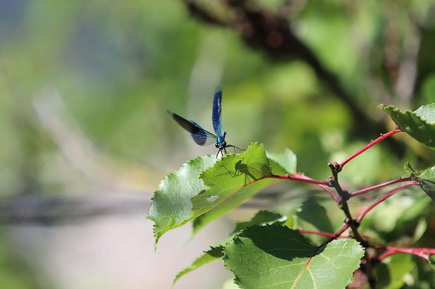 Dragonfly, Insect, Odonate, Demoiselle, Wing