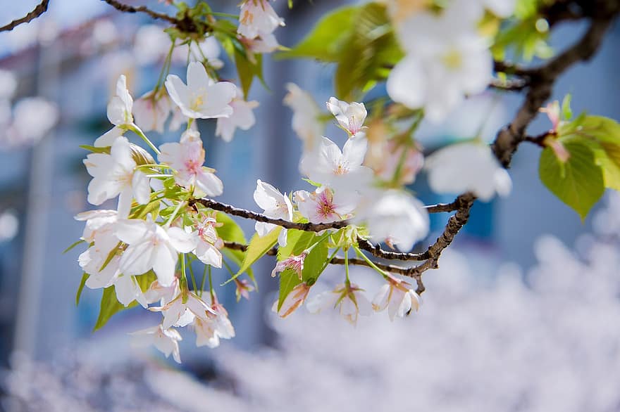 sakura, bloemen, kersenbloesems, witte bloemblaadjes, bloemblaadjes, bloeien, bloesem, flora, lente bloemen, natuur, detailopname