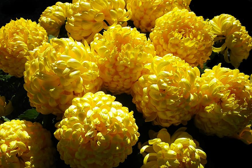 chrysanthèmes, fleurs, fleurs jaunes, pétales, pétales jaunes, Floraison, fleur, flore, les plantes, jaune, fermer