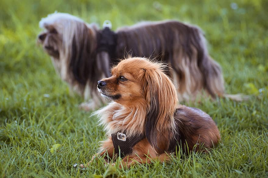 hunde, yorkshire terrier, græs, græsplæne, baggård, udendørs, natur, kæledyr, pattedyr, hund, nuttet
