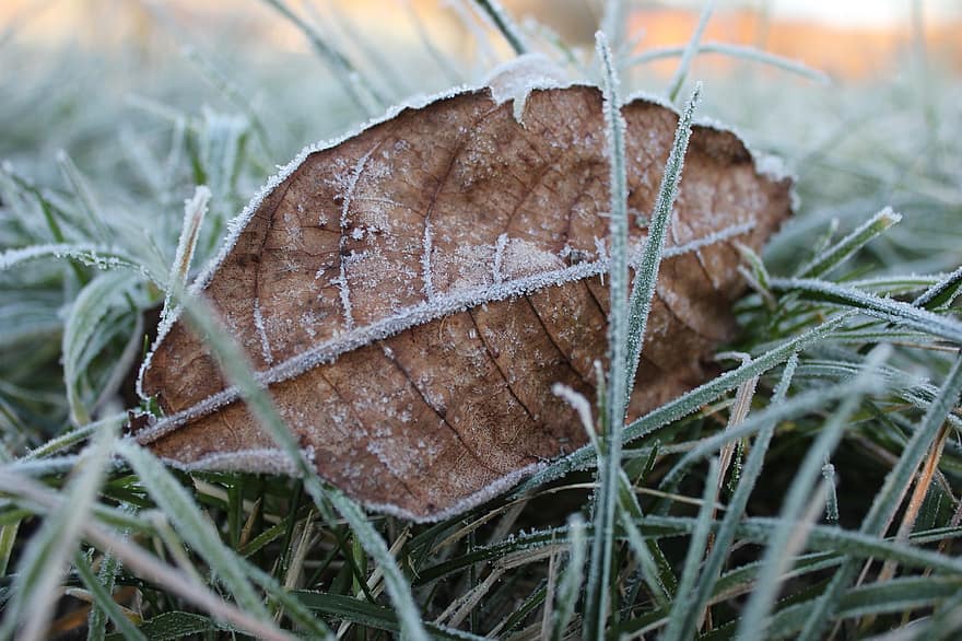 лист, трава, мороз, зима, замороженный, луг, природа, крупный план, время года, осень, завод