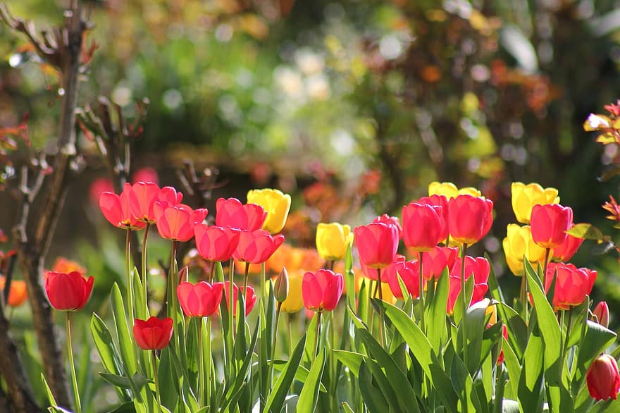봄, 튤립, 꽃들, 정원, 튤립 정원, 꽃, 플로라, 화초 재배, 원예, 식물학, 자연