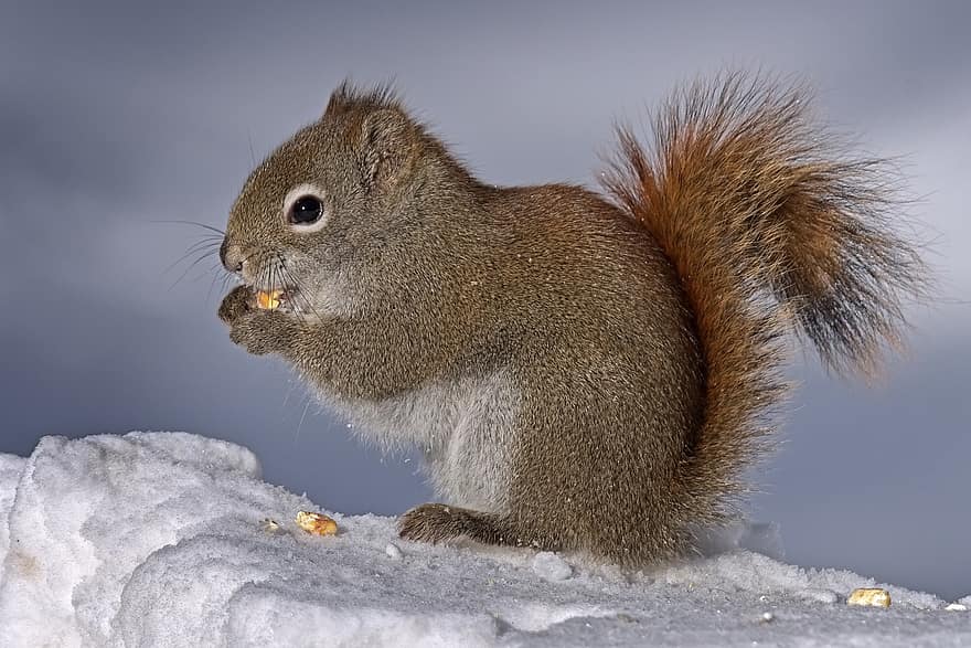 Esquirol vermell americà, menjar, blat de moro, hivern