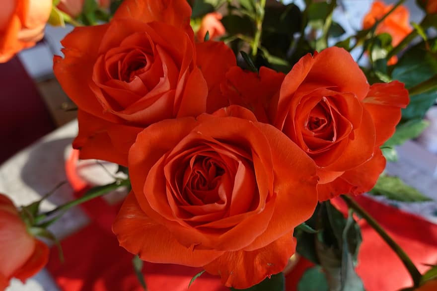roser, oransje roser, bukett, floral arrangement
