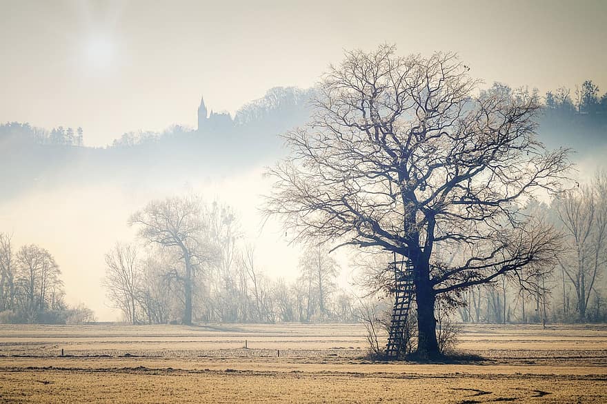 Tree, Meadow, Hoarfrost, Fog Hill, Winter, Nature, Hunter's Stand, landscape, forest, rural scene, autumn
