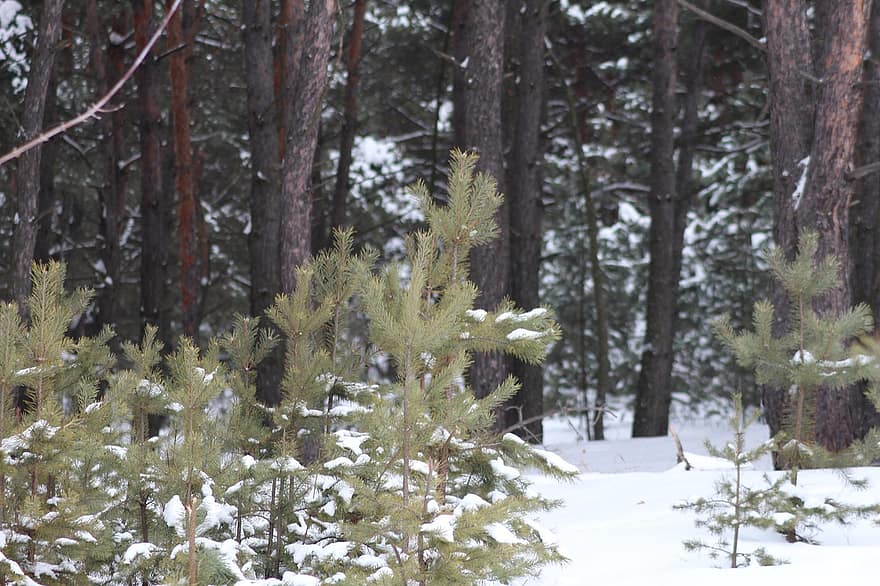 metsä, talvi-, lumi, luonto, Puut, Pines, woods, kylmä, halla, snowscape, puu