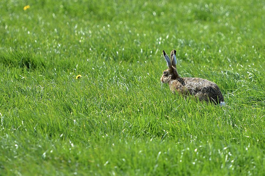野ウサギ、牧草地、自然、風景、草、ウサギ、可愛い、ファーム、野生の動物、緑色、ペット