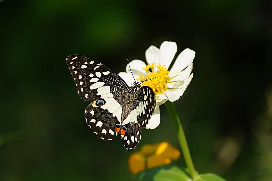 комаха, метелик вапна, запилення, ентомологія, видів, макрос, дикої природи