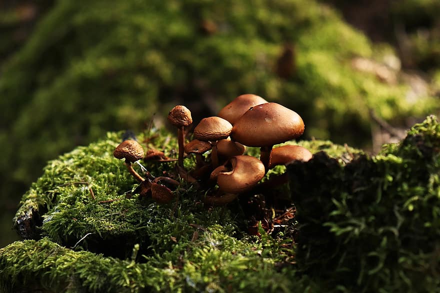 гриби, мухомори, мох, грибки, лісові гриби, ліс, природи
