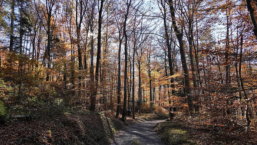 rudenį, lapuočių miškai, miškas, ruduo, medis, lapai, sezoną, geltona, pėsčiųjų takas, kraštovaizdį, kaimo scenoje