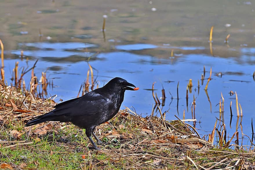 Corvo, corvo da carniça, parque, lago, pássaro, animal, plumagem, bico, Primavera, animais em estado selvagem, pena