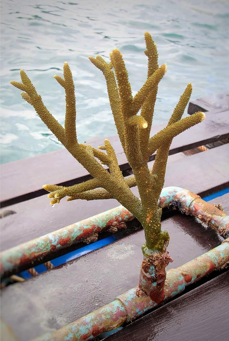 корал, растение, море