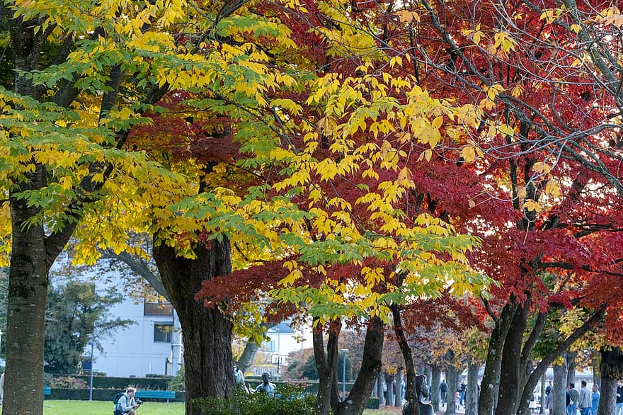 падать, деревья, парк, осень, осенние краски, природа, пейзаж, Швейцария, лист, дерево, время года
