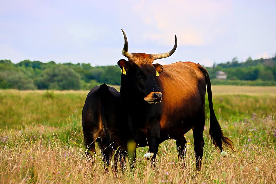 vaca, pasto, animal, ganado, mamífero, cuerna, rumiante, rural