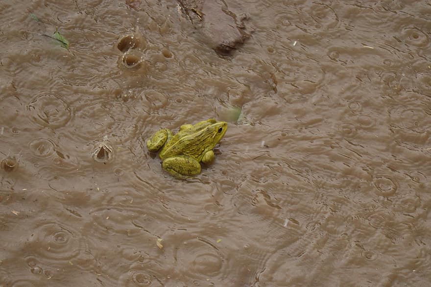 la grenouille, inonder, pluie, amphibie, animal, il pleut, gouttes de pluie, eau