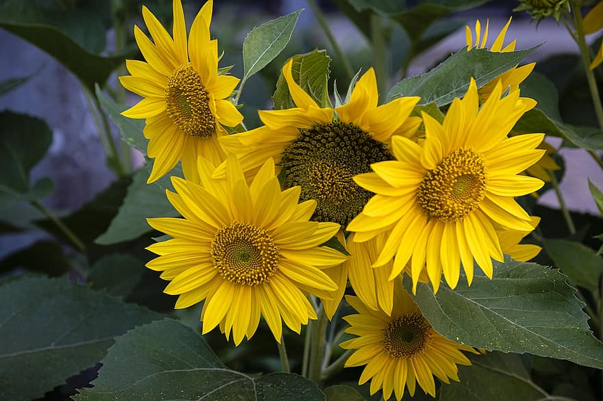 Sunflowers, Sunflower Field, Garden, Nature