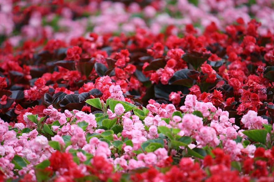 virágok, virágágy, kert, természet, tavaszi, park, bezár, a pihenés, rózsaszín, levél növényen, tavaszi virág