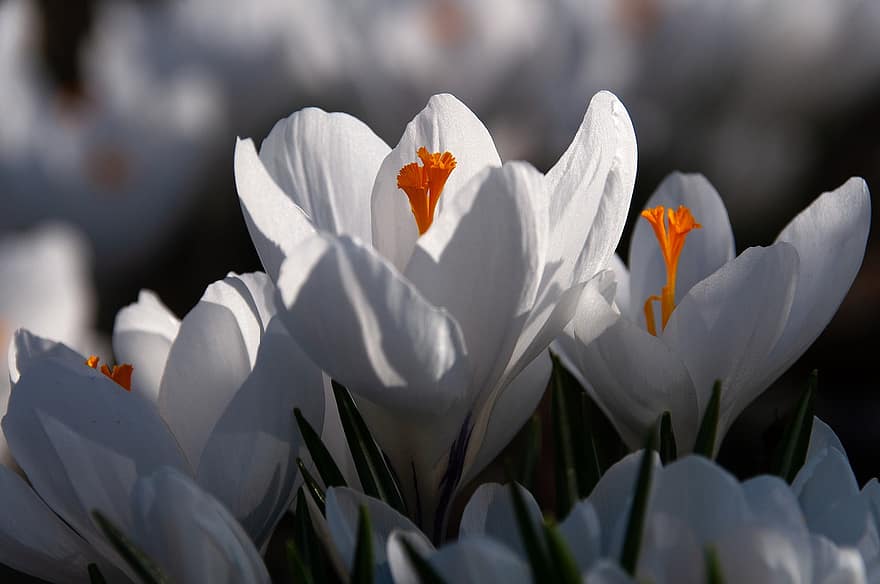 クロッカス、フラワーズ、工場、白い花、花びら、咲く、フローラ、春、早咲き、花、自然