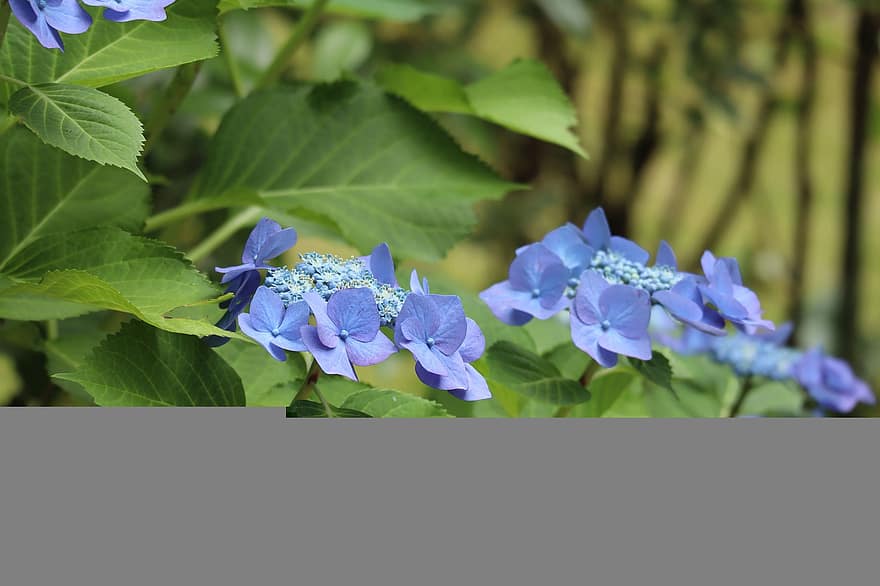 pianta, fiori, ortensia, blu viola