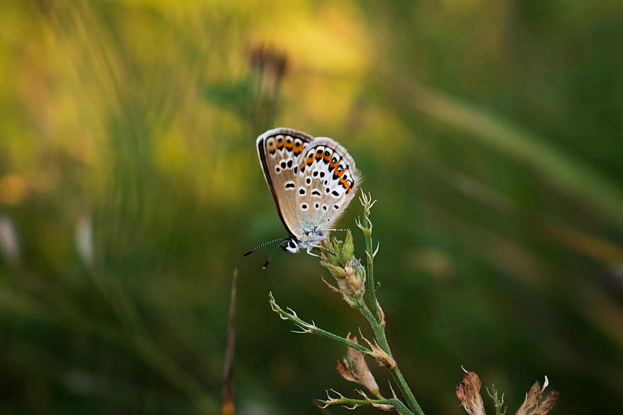 silberbesetzter blauer Schmetterling, Schmetterling, Pflanze, Insekt, Flügel, Gras, Natur, Bokeh, Makro