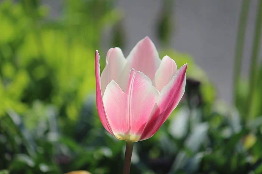 tulipán, květ, rostlina, okvětní lístky, růžový květ, flóra, zahrada, Příroda